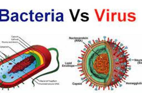 Infographic Bacteria v Virus